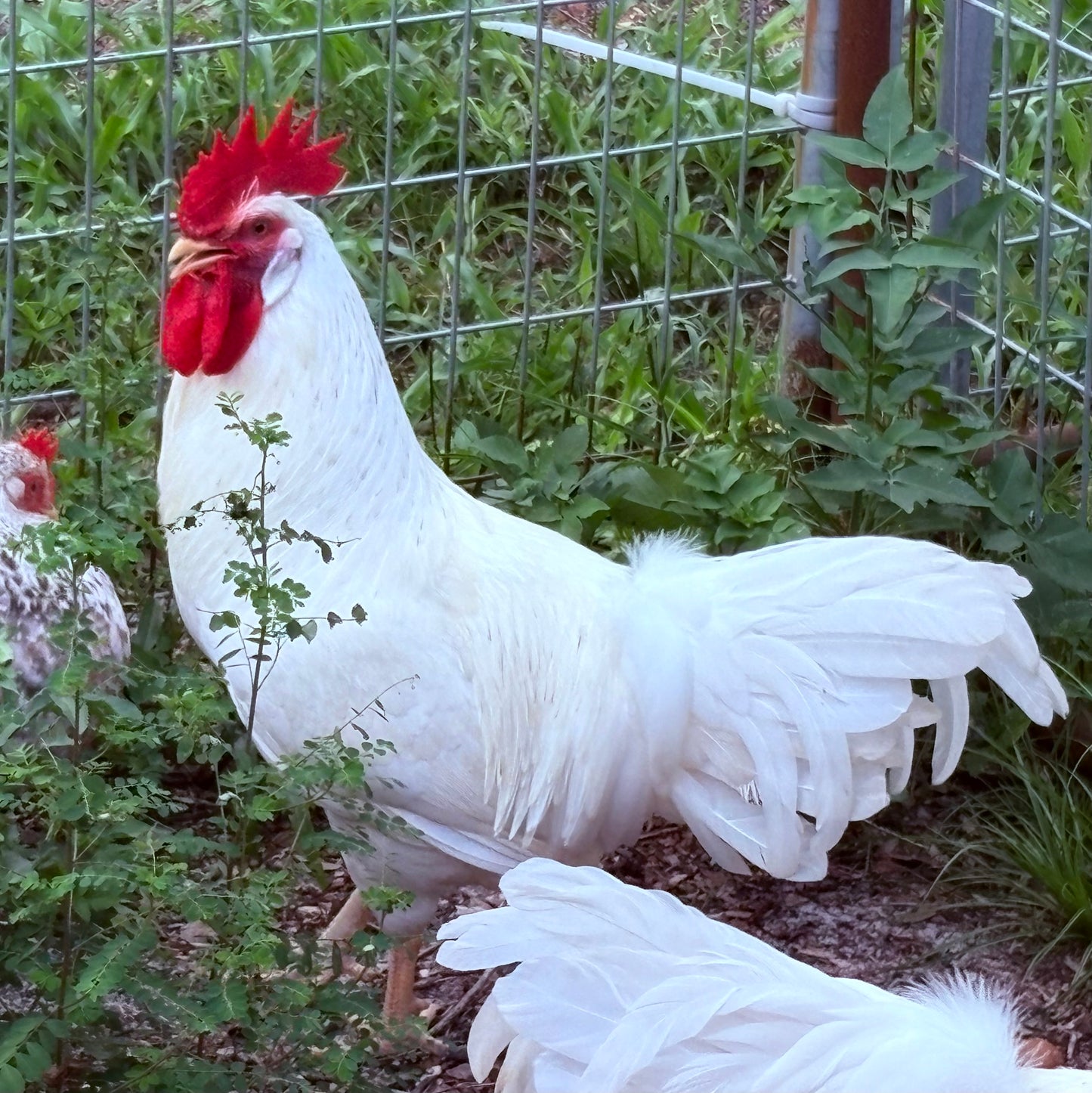 55 Flowery Hen Hatching Eggs