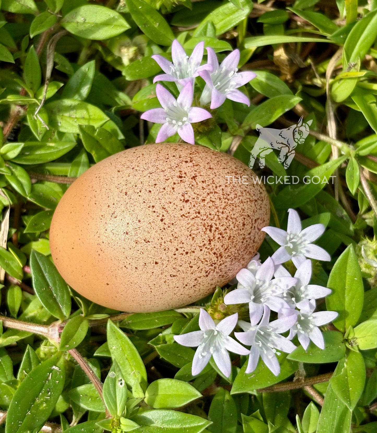 Silver Duckwing Welsummer Hatching Eggs