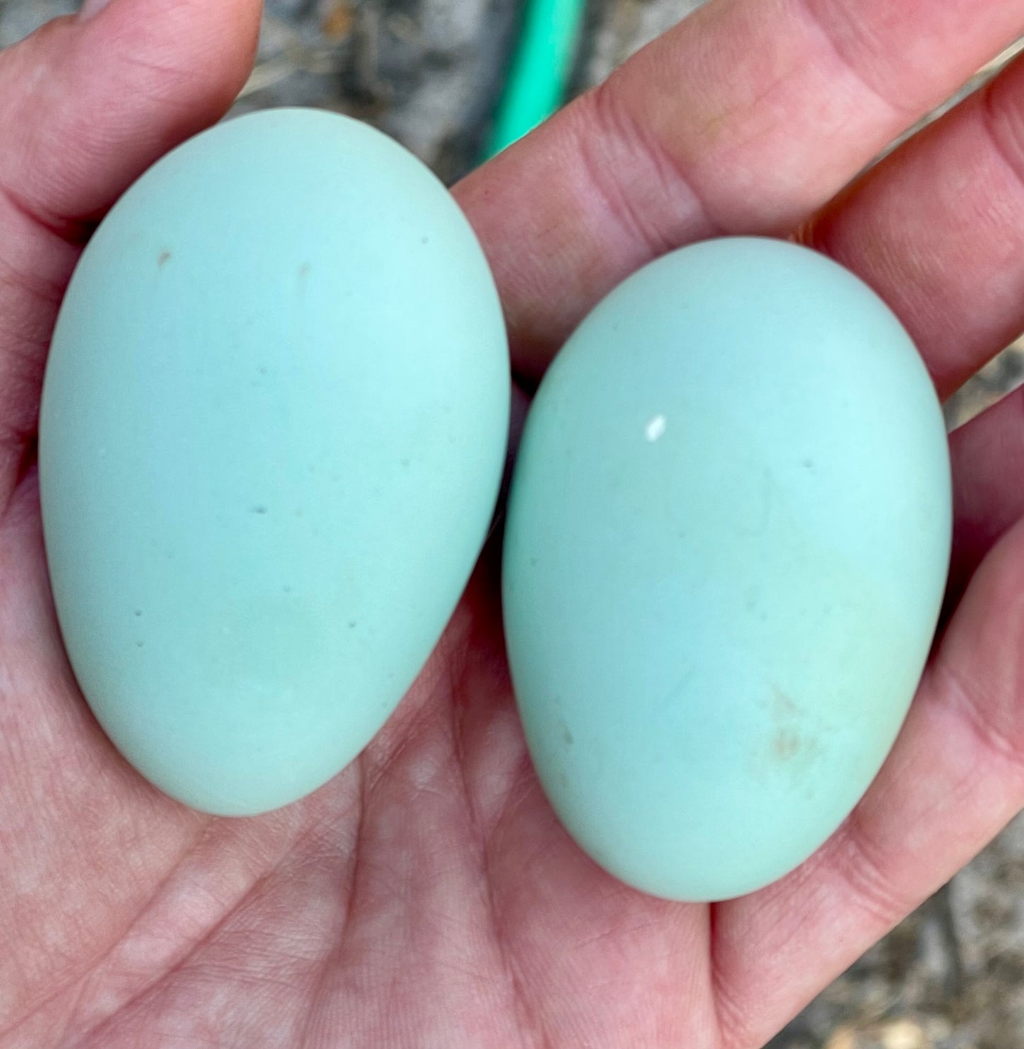 Isabel Amerucana Chick