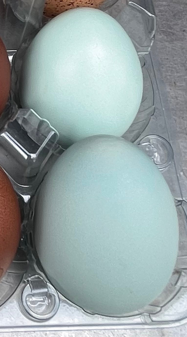 Splash Amerucana Chick