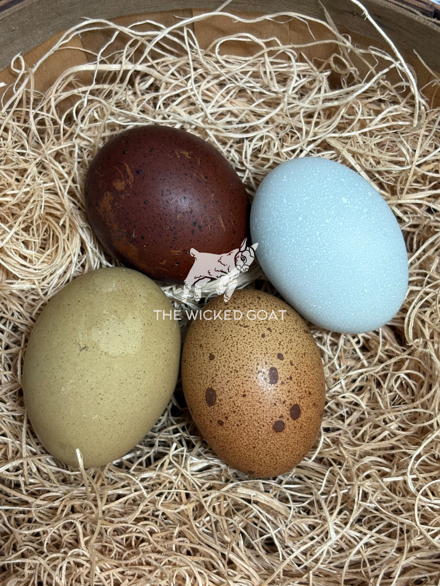 Rainbow Hatching Eggs