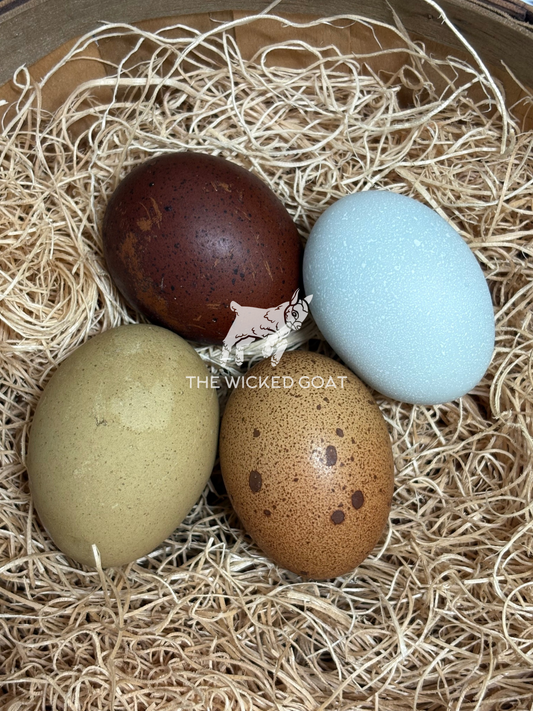 Rainbow Hatching Eggs