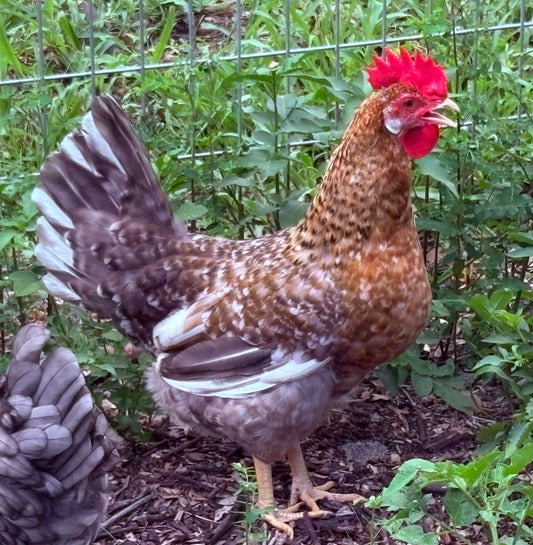 55 Flowery Hen Chick