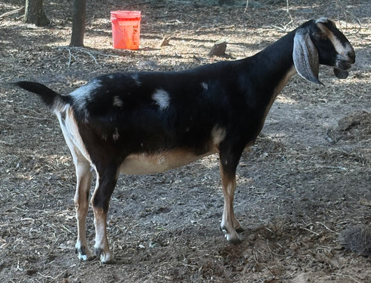The Willaberry Cali Fornya