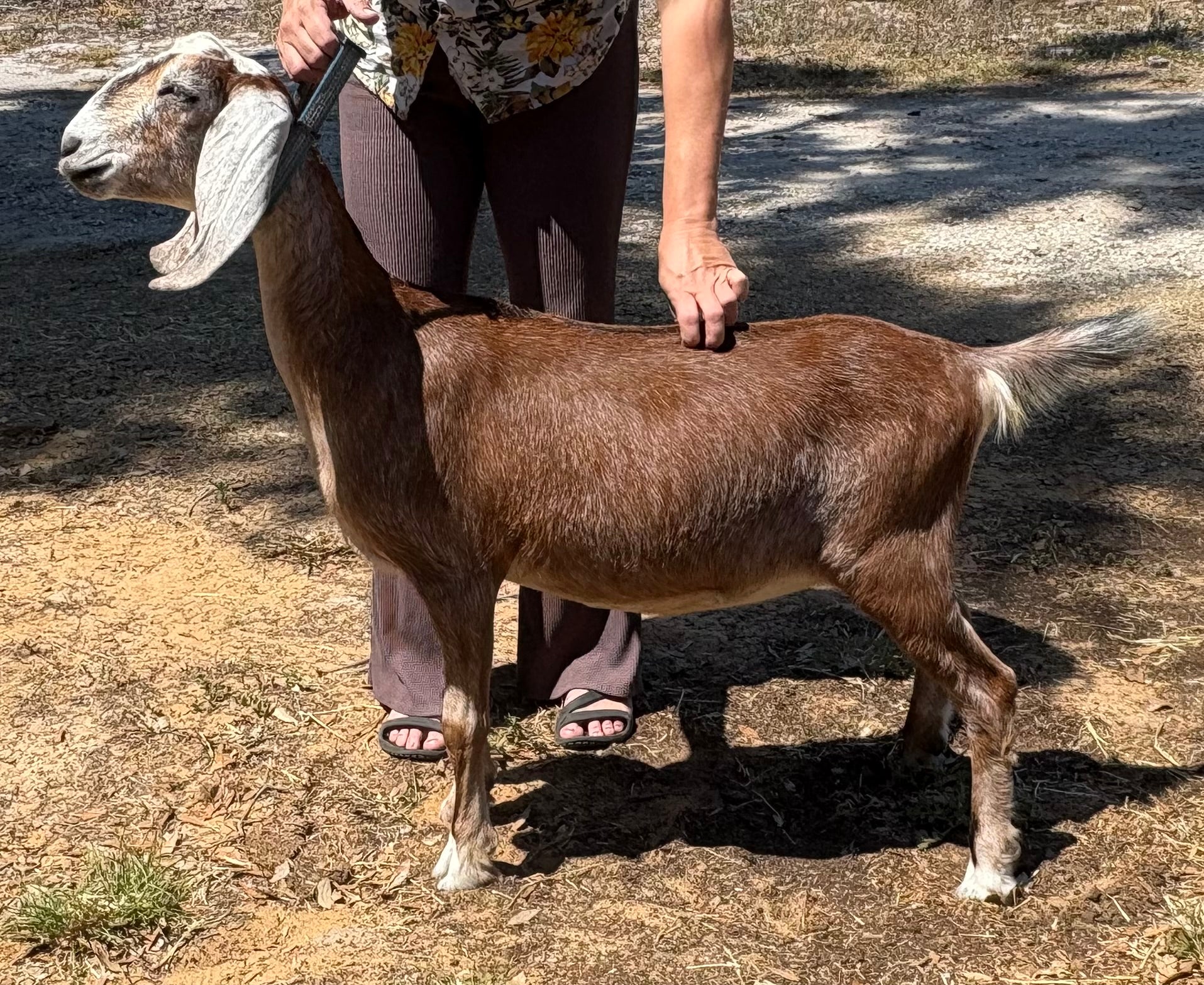 My Buddy's IMP Solar Flare – The Wicked Goat