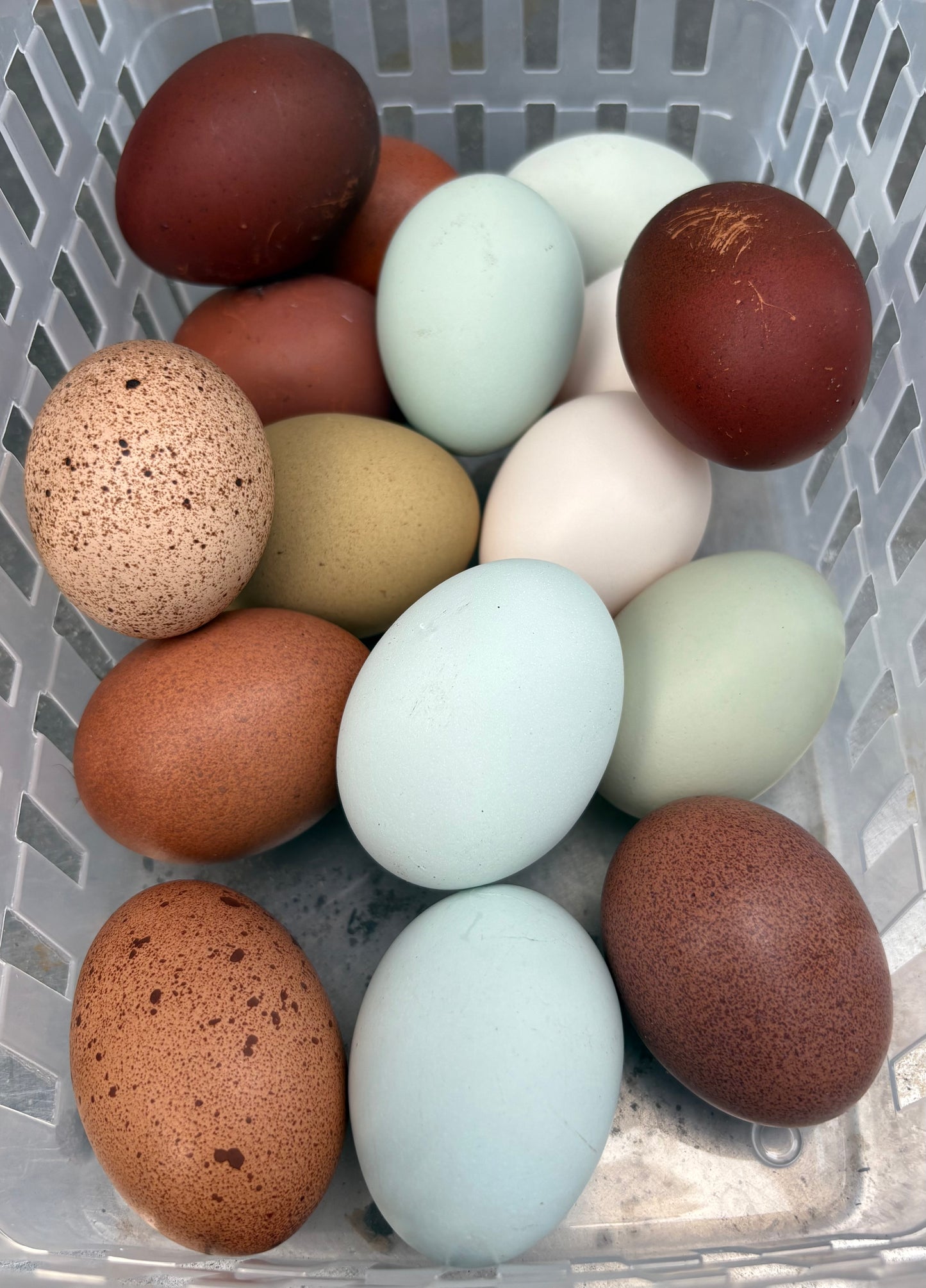 Rainbow Hatching Eggs