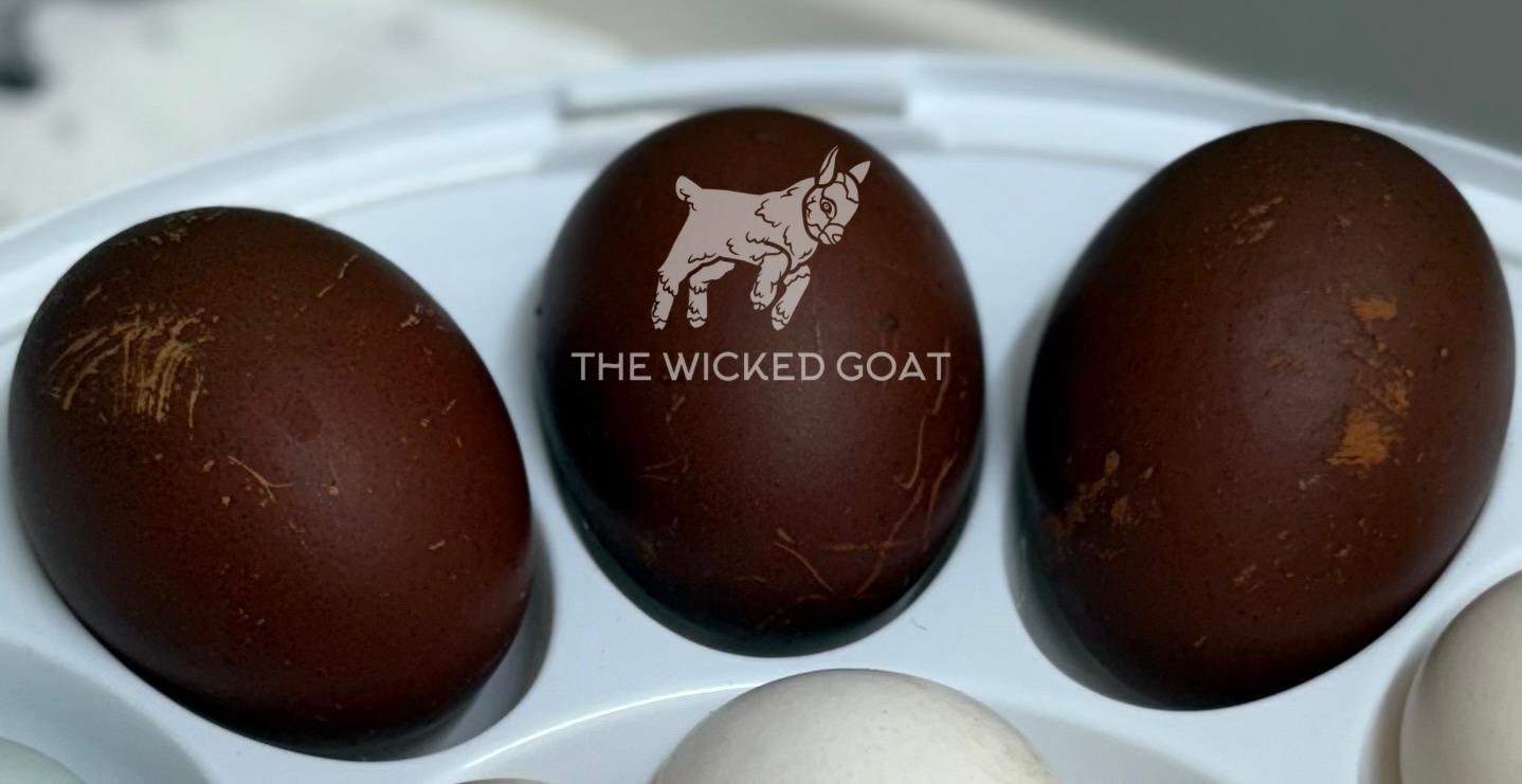 Black Copper Marans Chick