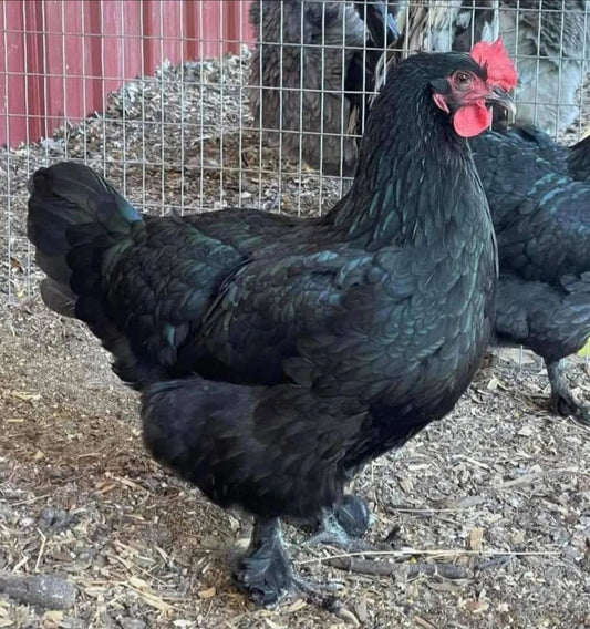 Black Copper Marans Chick