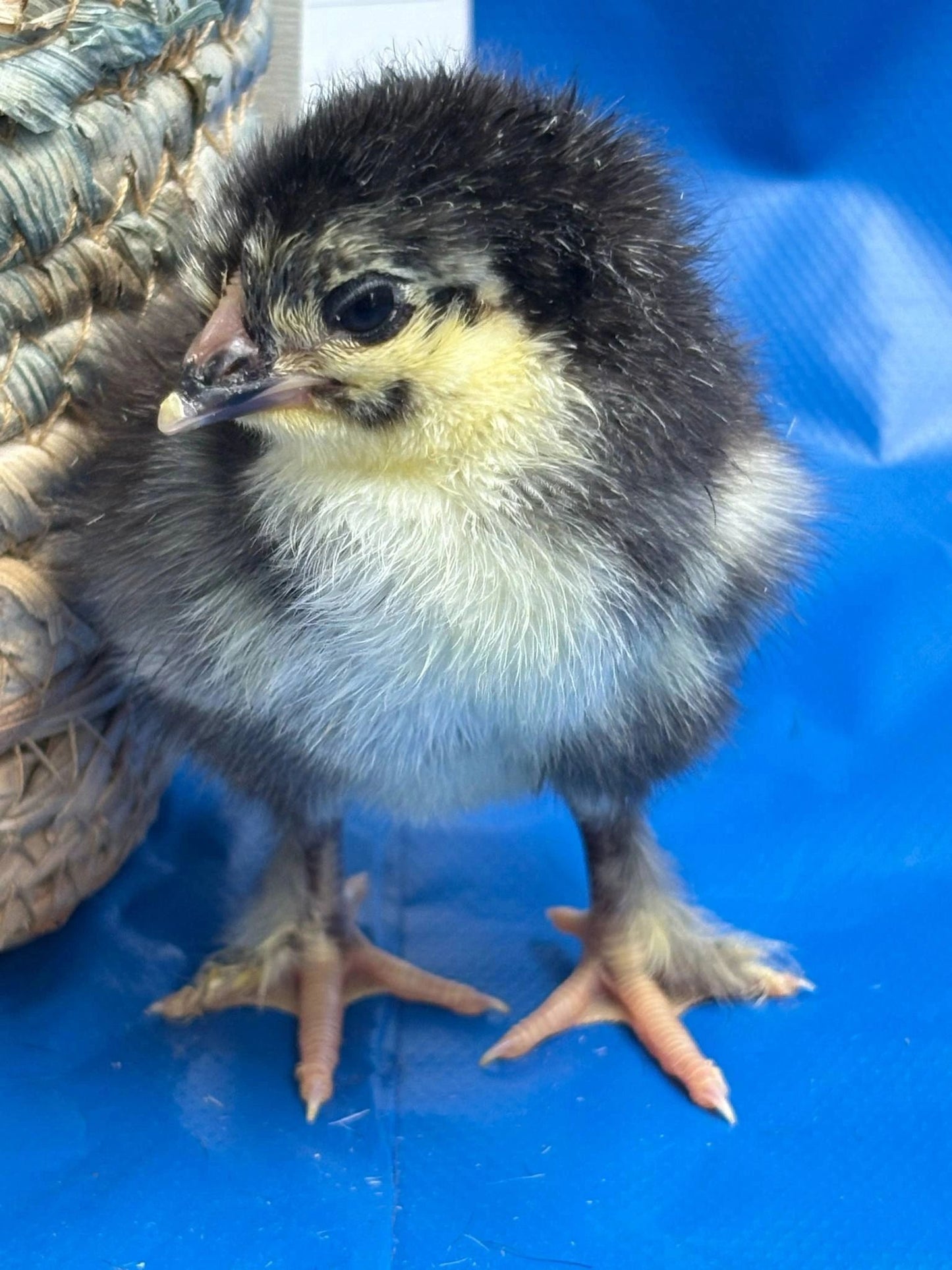 Black Copper Marans Chick