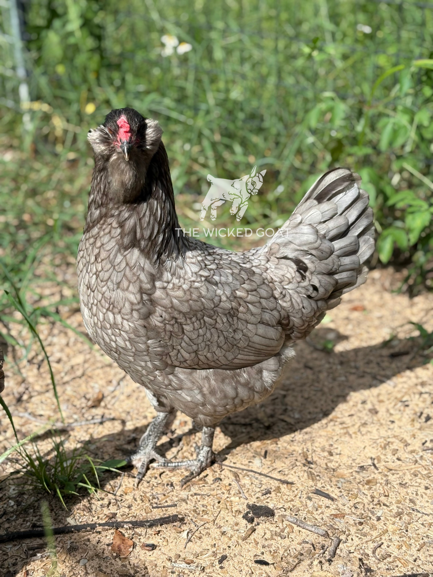 F1 Olive Egger Chick