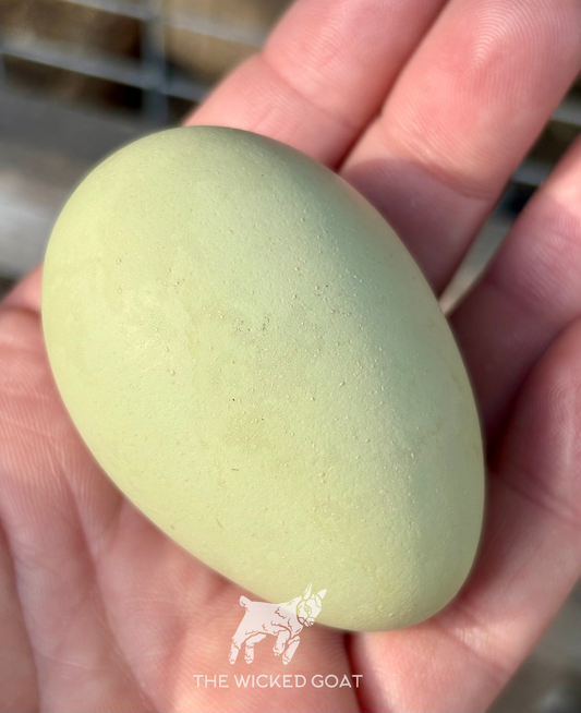 F1 Olive Egger Chick