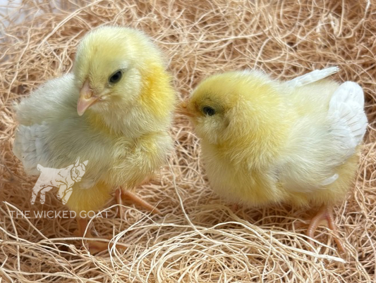 Isabel Amerucana Chick