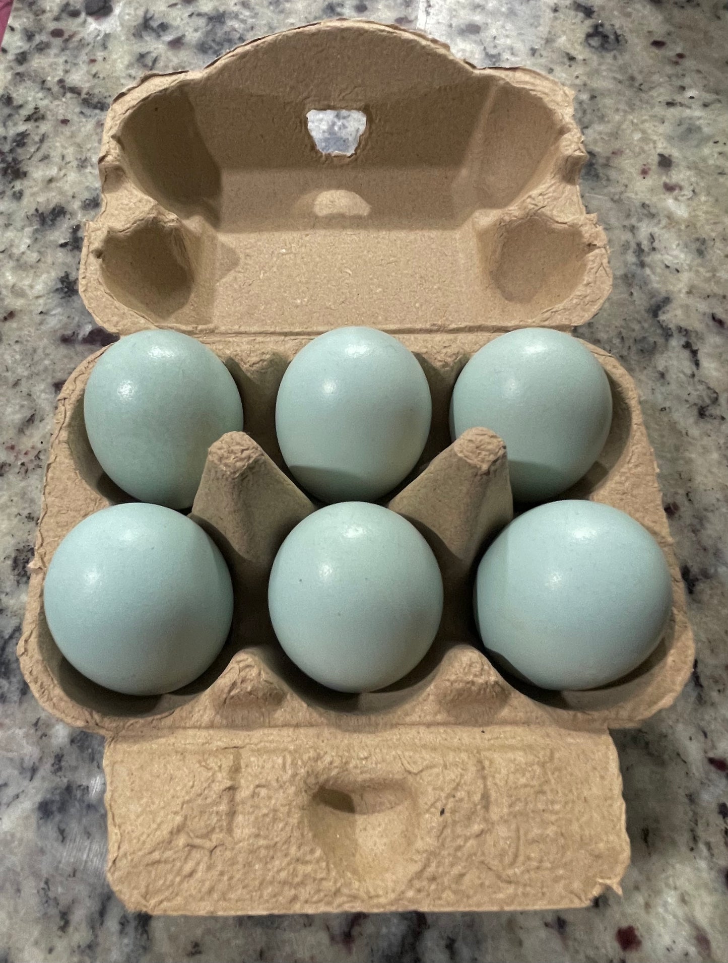 Isabel Amerucana Chick