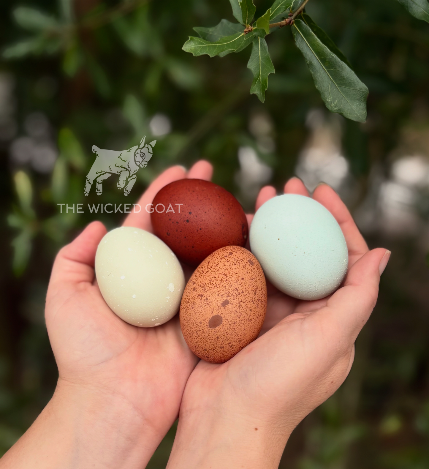 Rainbow Hatching Eggs
