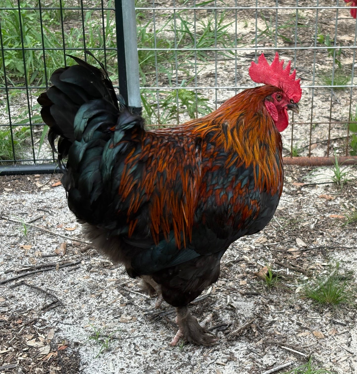Black Copper Marans Chick