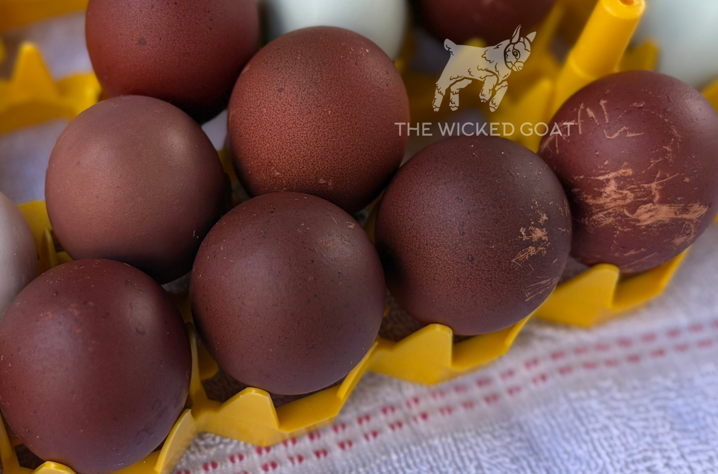 Black Copper Marans Chick