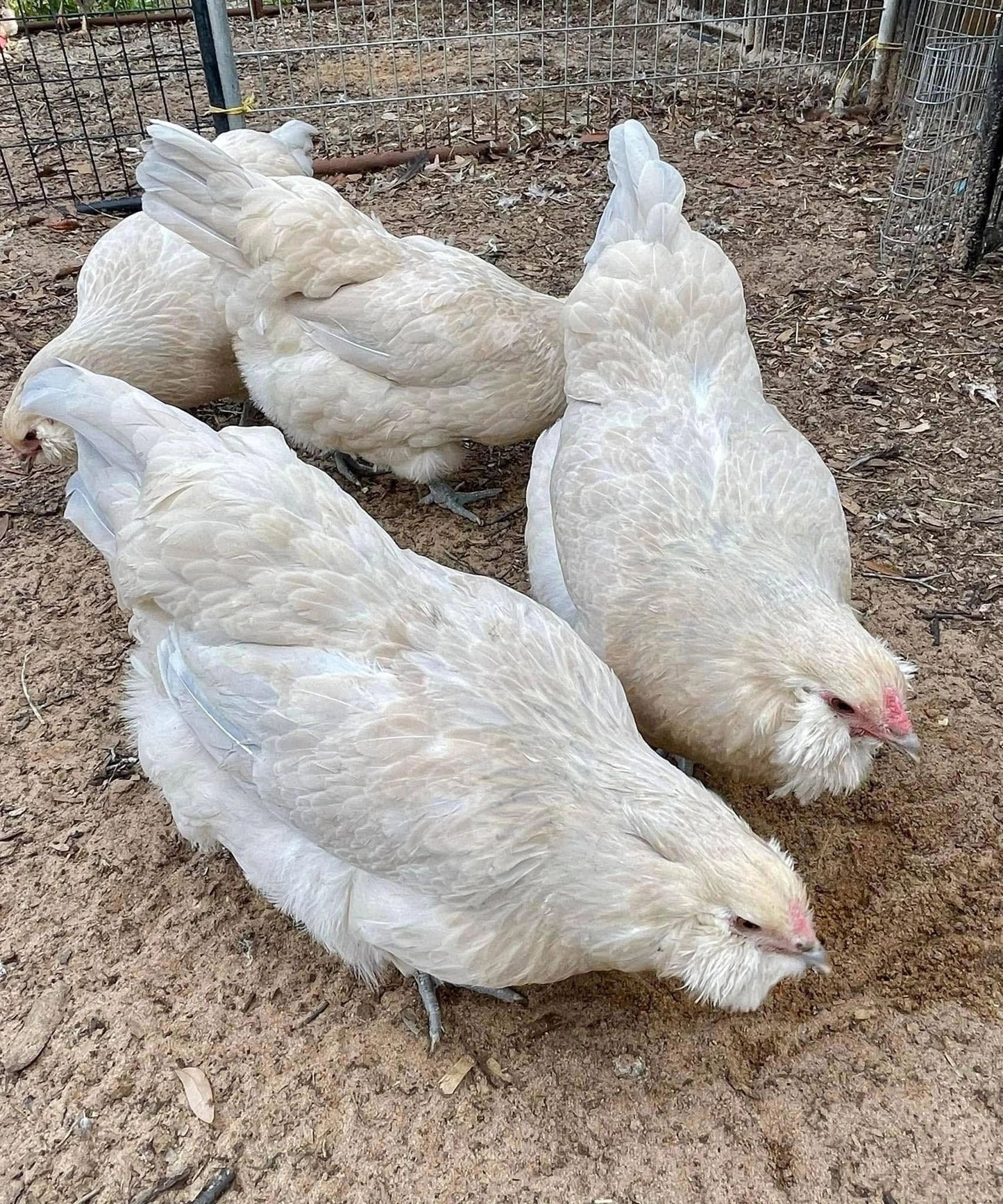 Isabel Amerucana Chick