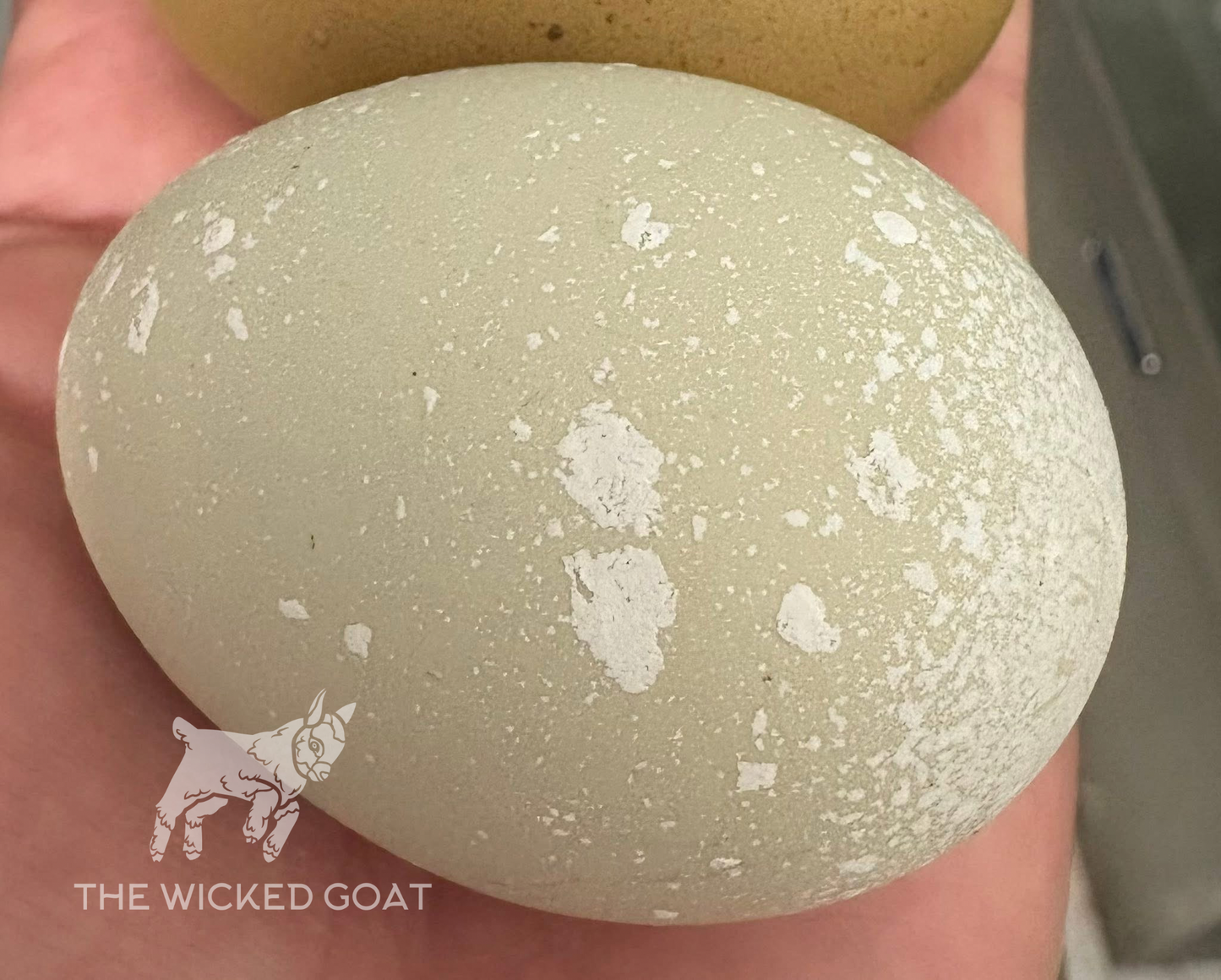 Wicked Polka Dots Chick