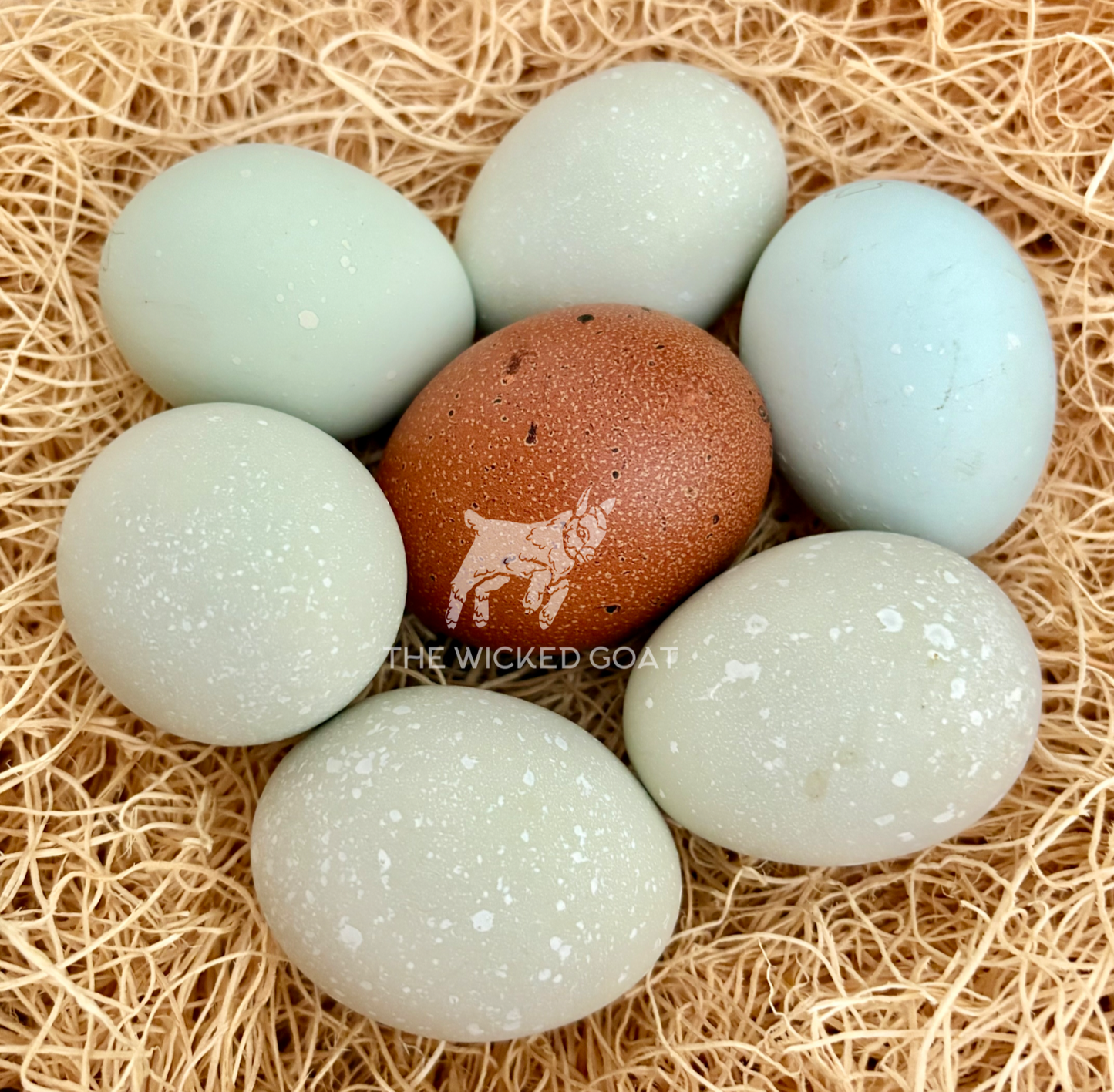 Wicked Polka Dots Chick