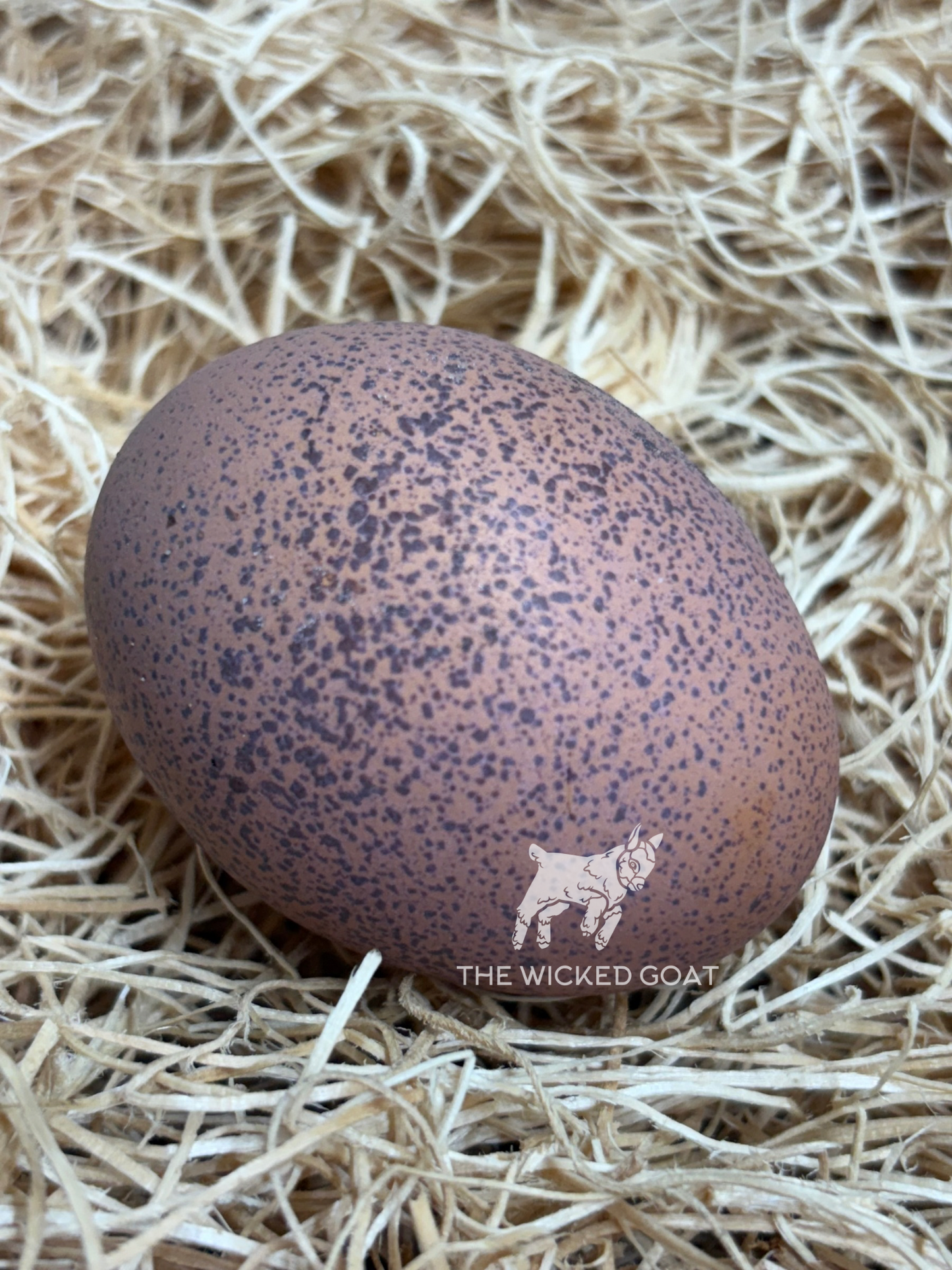 Silver Duckwing Welsummer Chick