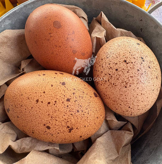 Silver Duckwing Welsummer Hatching Eggs