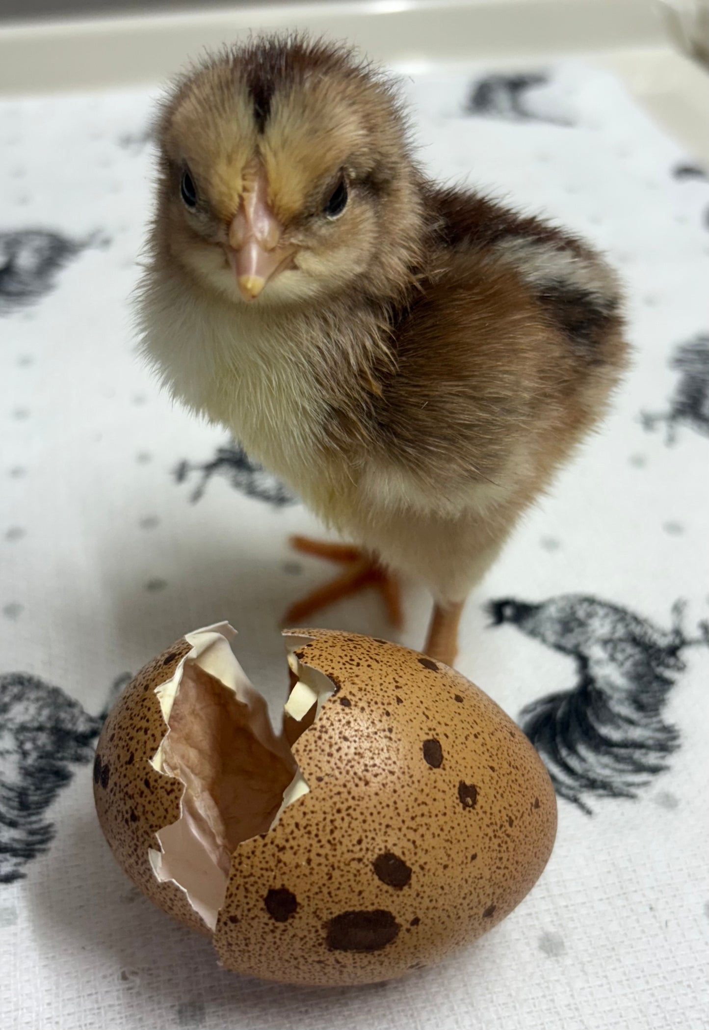 Silver Duckwing Welsummer Chick