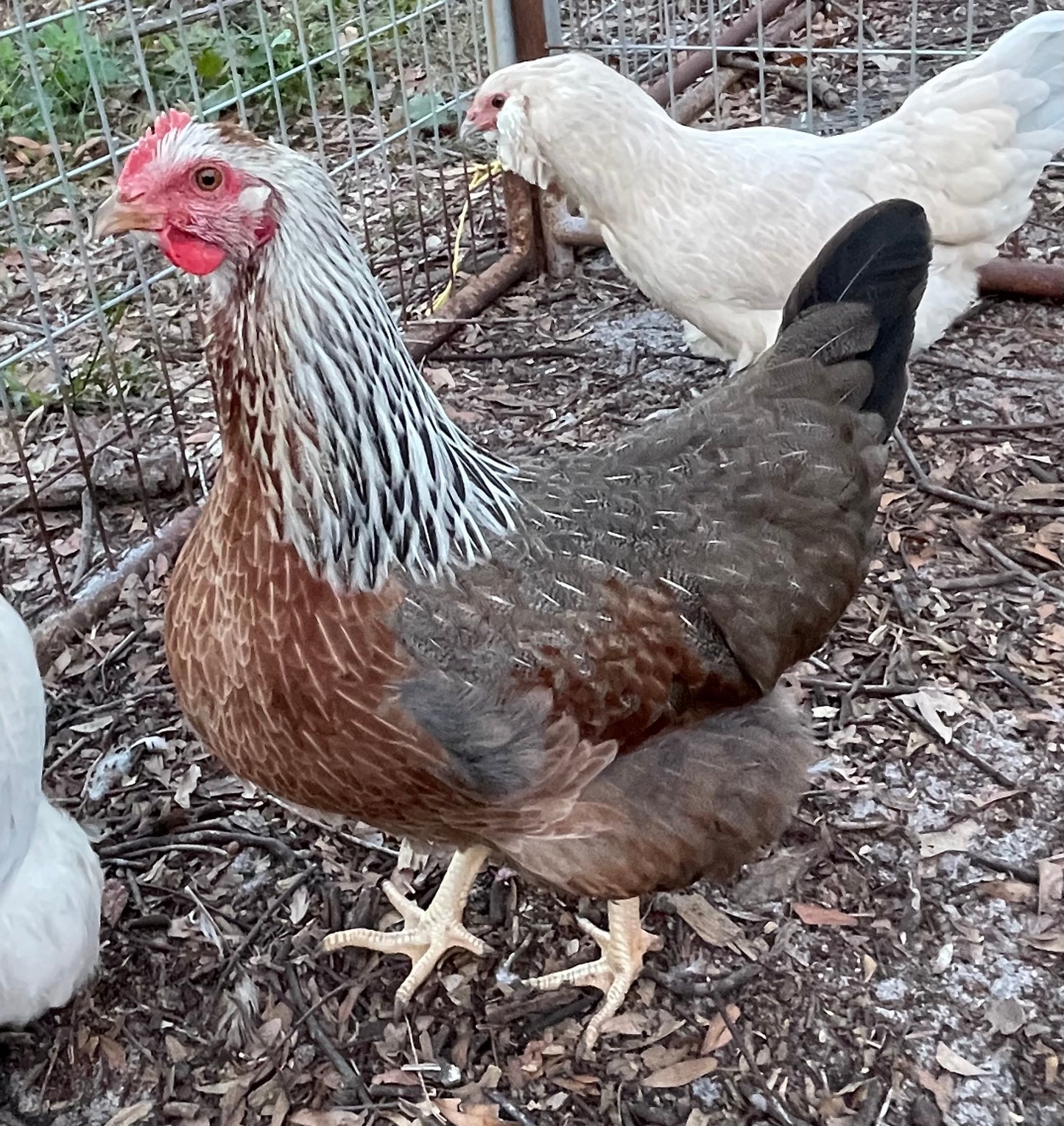 Silver Duckwing Welsummer Chick