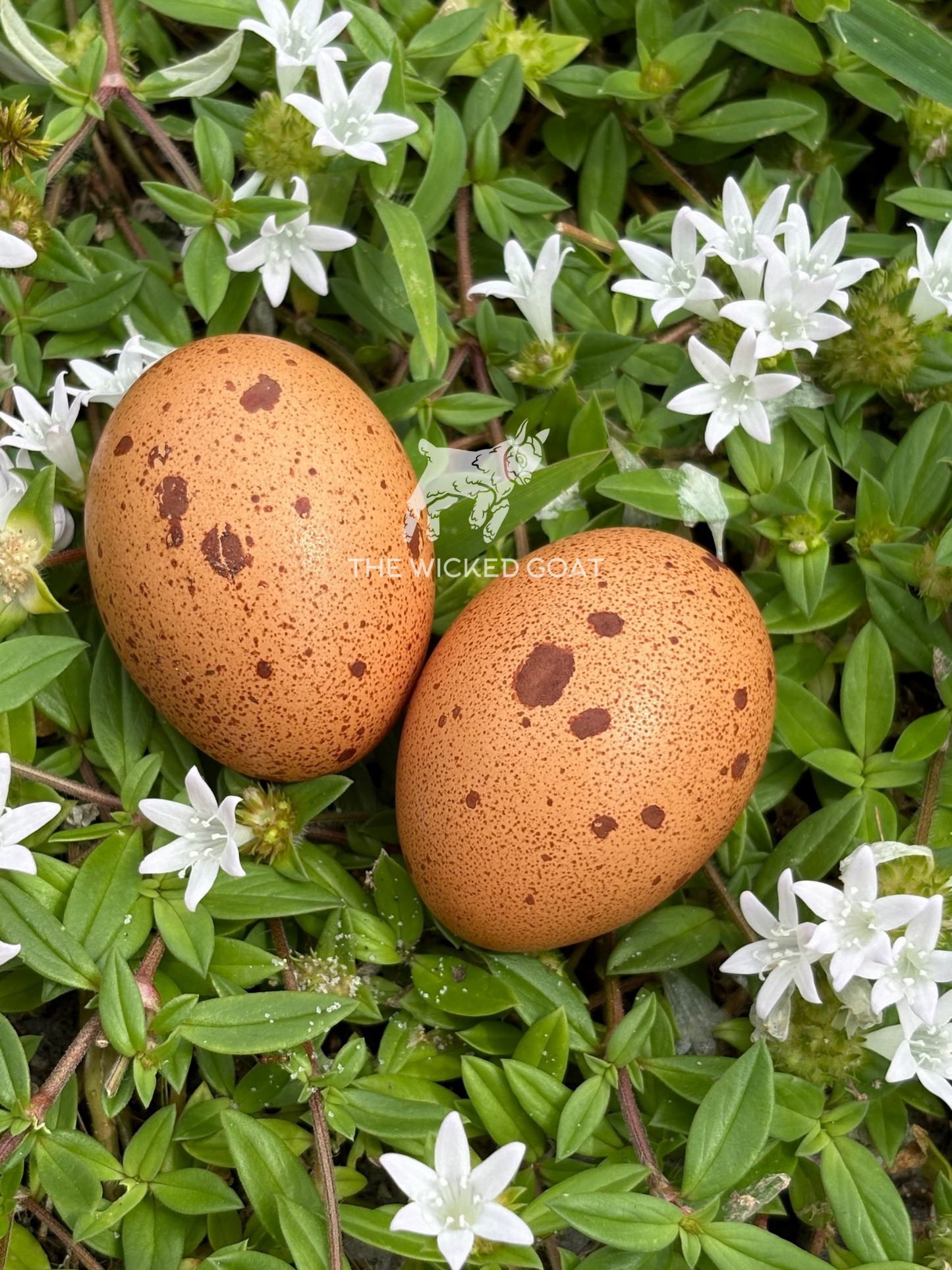 Silver Duckwing Welsummer Chick